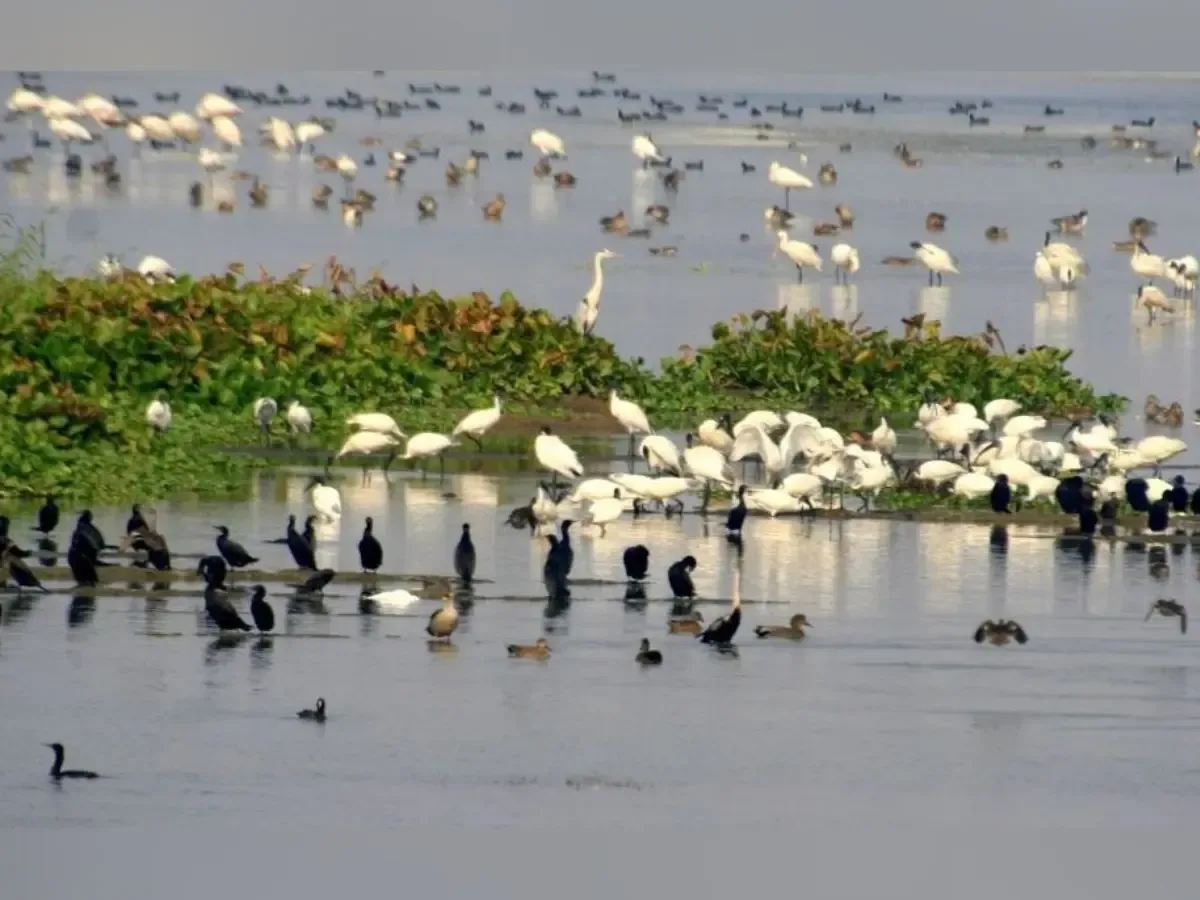 பறவைகள் கணக்கெடுப்பு