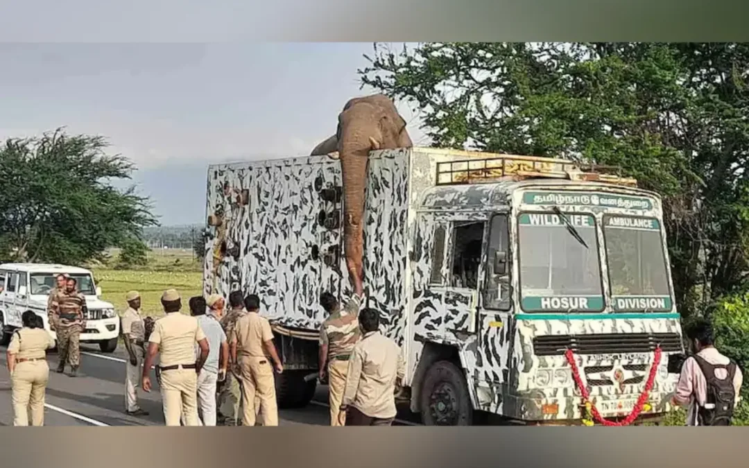 அரிக்கொம்பன்