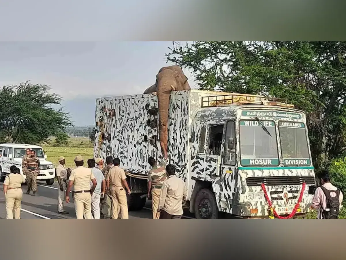 அரிக்கொம்பன்